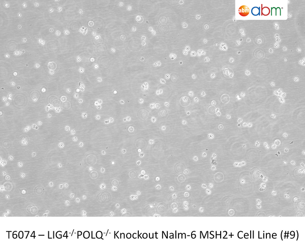 LIG4<sup>-/-</sup>POLQ<sup>-/-</sup> Knockout Nalm-6 MSH2+ Cell Line (#9) | Applied Biological Materials (abm)