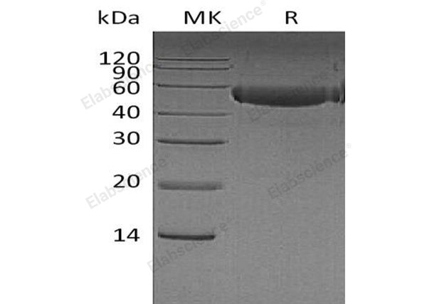 Recombinant Human CTLA4 Protein (Fc Tag) – Figure 1 of 2