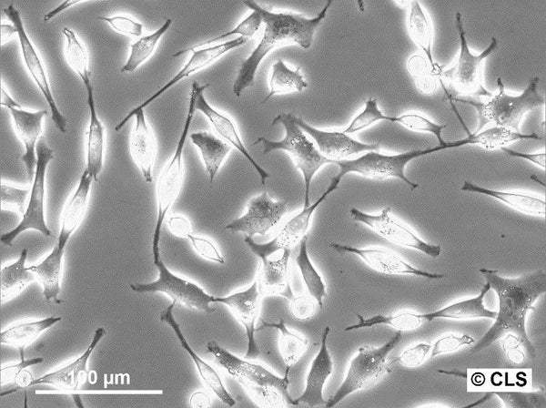 A204 cell