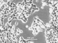 A673 cell