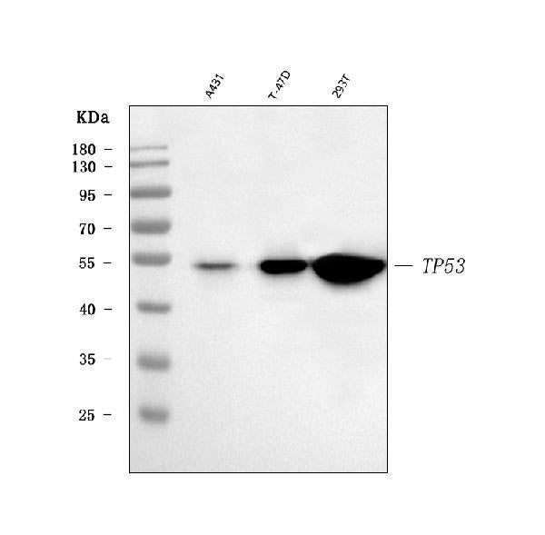 Anti-TP53 Antibody Picoband®