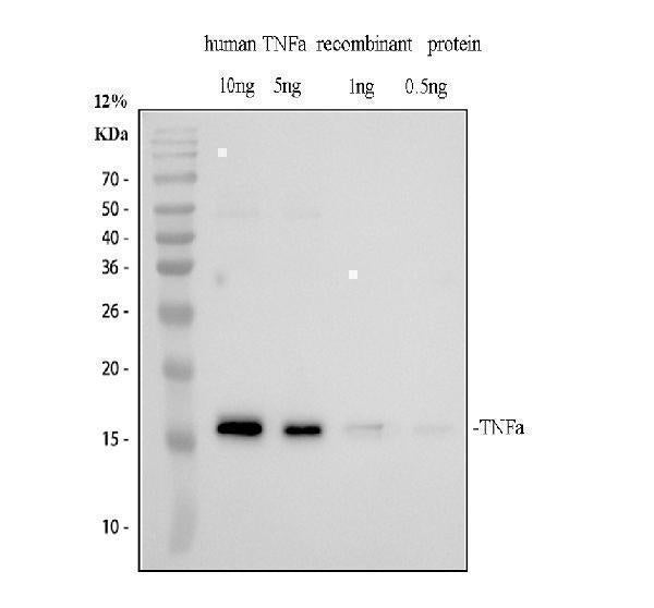 Anti-TNF alpha Antibody Picoband®