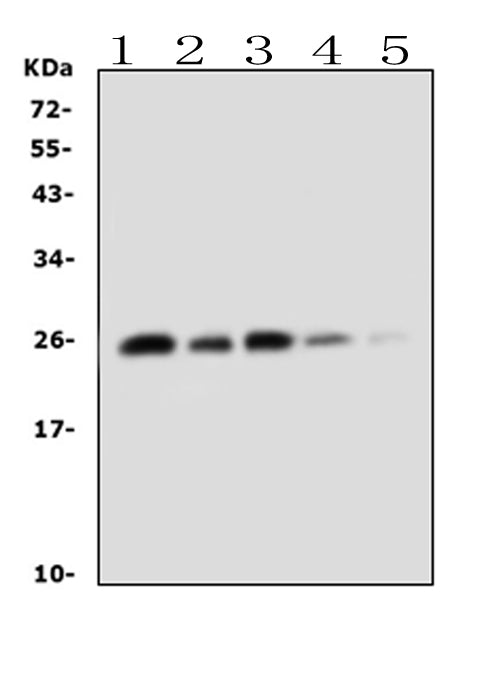 Anti-TNF alpha Antibody Picoband®