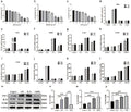 Anti-TNF alpha Antibody Picoband®
