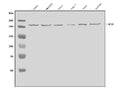 Anti-mTOR/MTOR Antibody Picoband®