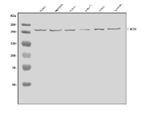 Anti-mTOR/MTOR Antibody Picoband®
