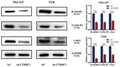 Anti-beta Catenin/CTNNB1 Antibody Picoband®