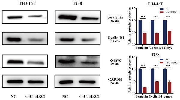 Anti-beta Catenin/CTNNB1 Antibody Picoband®