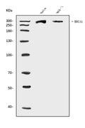 Anti-BRCA1 Antibody Picoband®