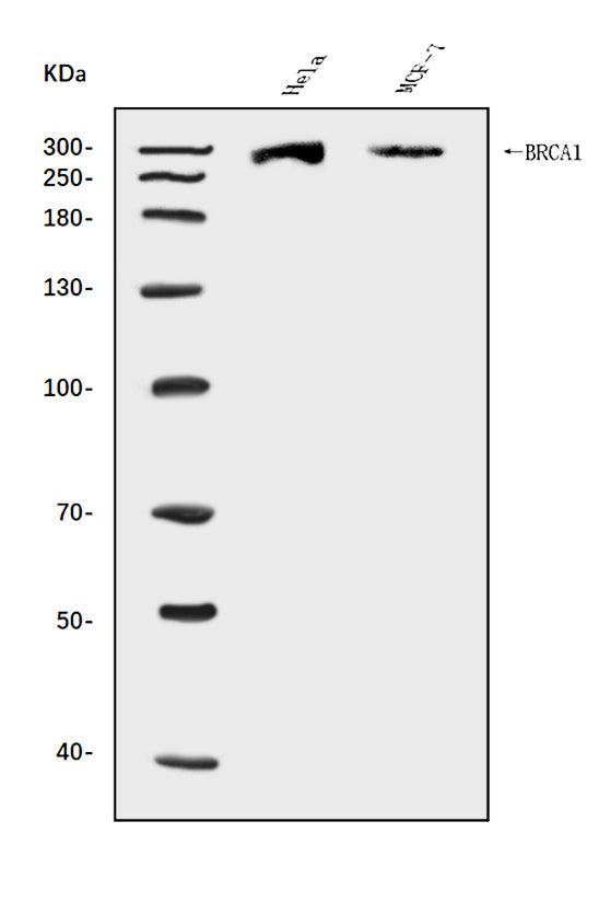 Anti-BRCA1 Antibody Picoband®