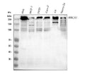 Anti-BRCA1 Antibody Picoband®