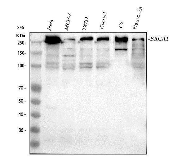 Anti-BRCA1 Antibody Picoband®