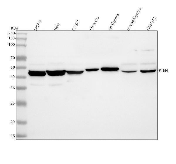 Anti-PTEN Antibody Picoband®