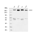 Anti-HER2/ERBB2 Antibody Picoband®