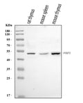 Anti-Foxp3 Antibody Picoband®