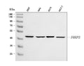 Anti-FOXP3 Antibody Picoband®