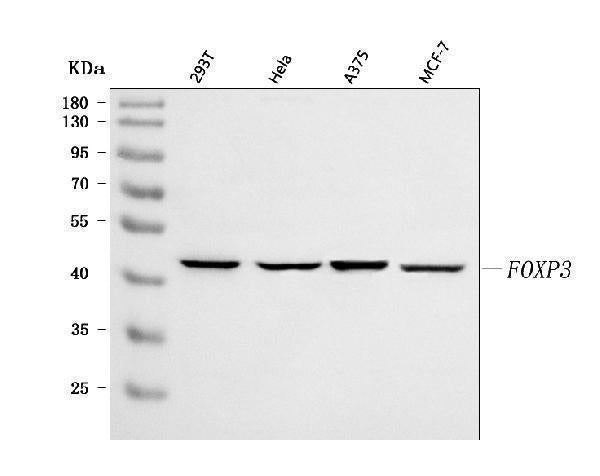 Anti-FOXP3 Antibody Picoband®