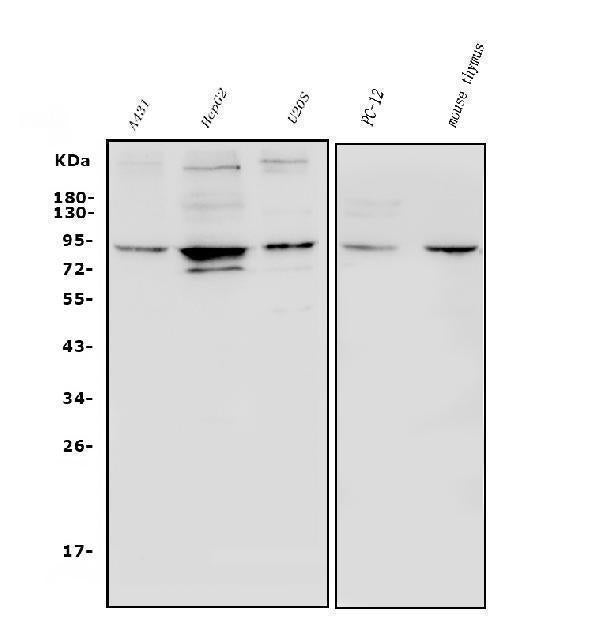 Anti-HIF-1 alpha/HIF1A Antibody Picoband®