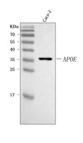 Anti-APOE Antibody Picoband®