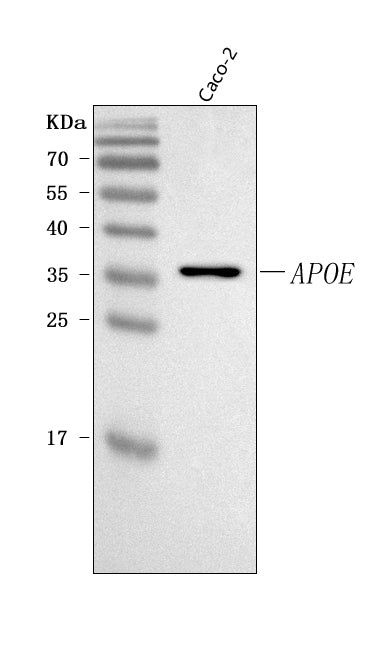 Anti-APOE Antibody Picoband®
