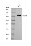 Anti-TLR4 Antibody Picoband®