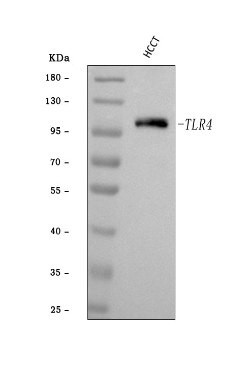 Anti-TLR4 Antibody Picoband®