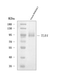 Anti-Tlr4 Antibody Picoband®