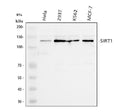 Anti-SIRT1 Antibody Picoband®