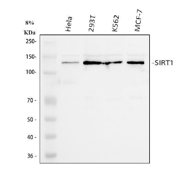 Anti-SIRT1 Antibody Picoband®