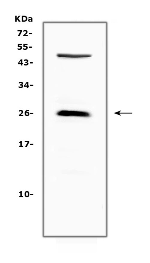 Anti-CTLA4 Antibody Picoband®