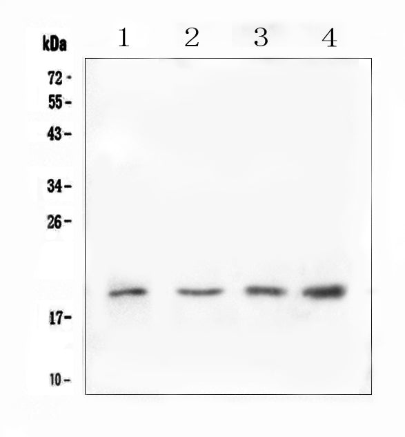 Anti-IL10 Antibody Picoband®