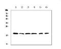 Anti-IL10 Antibody Picoband®