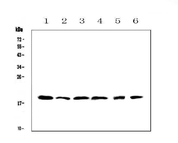 Anti-IL10 Antibody Picoband®