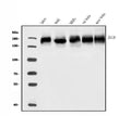 Anti-BCR Antibody Picoband®