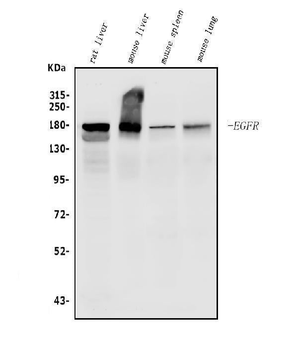 Anti-EGFR Picoband® Antibody