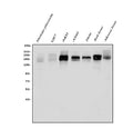 Anti-EGFR Antibody Picoband®