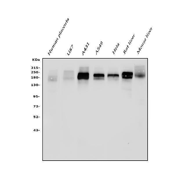 Anti-EGFR Antibody Picoband®