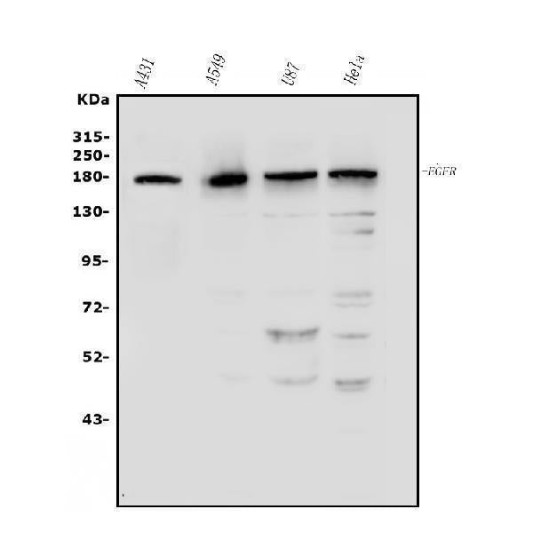 Anti-EGFR Antibody Picoband®