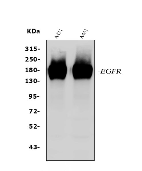 Anti-EGFR Antibody Picoband®