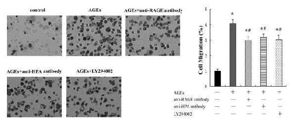 Anti-AKT1,2,3 Antibody Picoband®