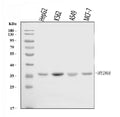 Anti-MYD88 Antibody Picoband®