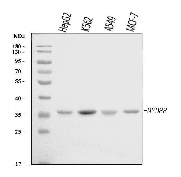 Anti-MYD88 Antibody Picoband®