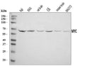 Anti-c-Myc/MYC Antibody Picoband®