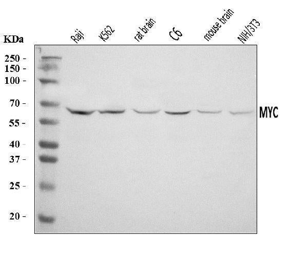 Anti-c-Myc/MYC Antibody Picoband®