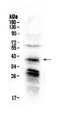 Anti-CXCR4 Antibody Picoband®