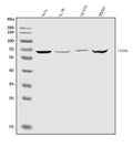 Anti-CXCR4 Antibody Picoband®