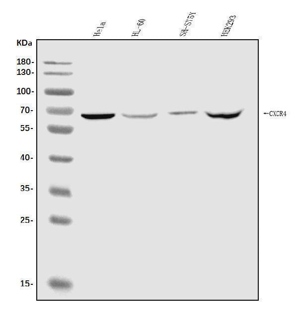 Anti-CXCR4 Antibody Picoband®