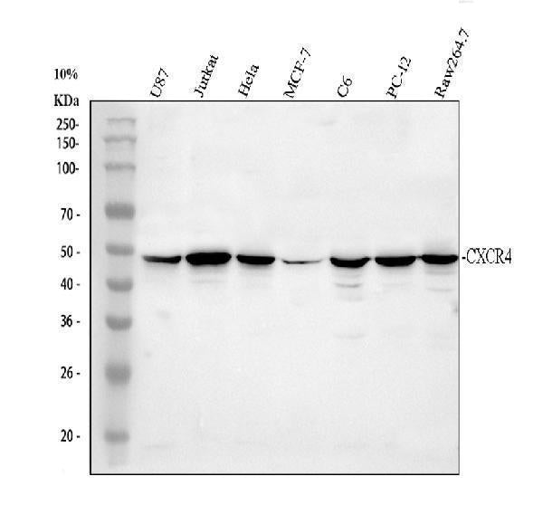 Anti-CXCR4 Antibody Picoband®