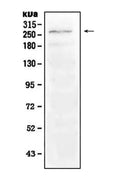 Anti-Notch1 Antibody Picoband®