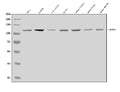 Anti-CIAS1/NALP3/NLRP3 Antibody Picoband®